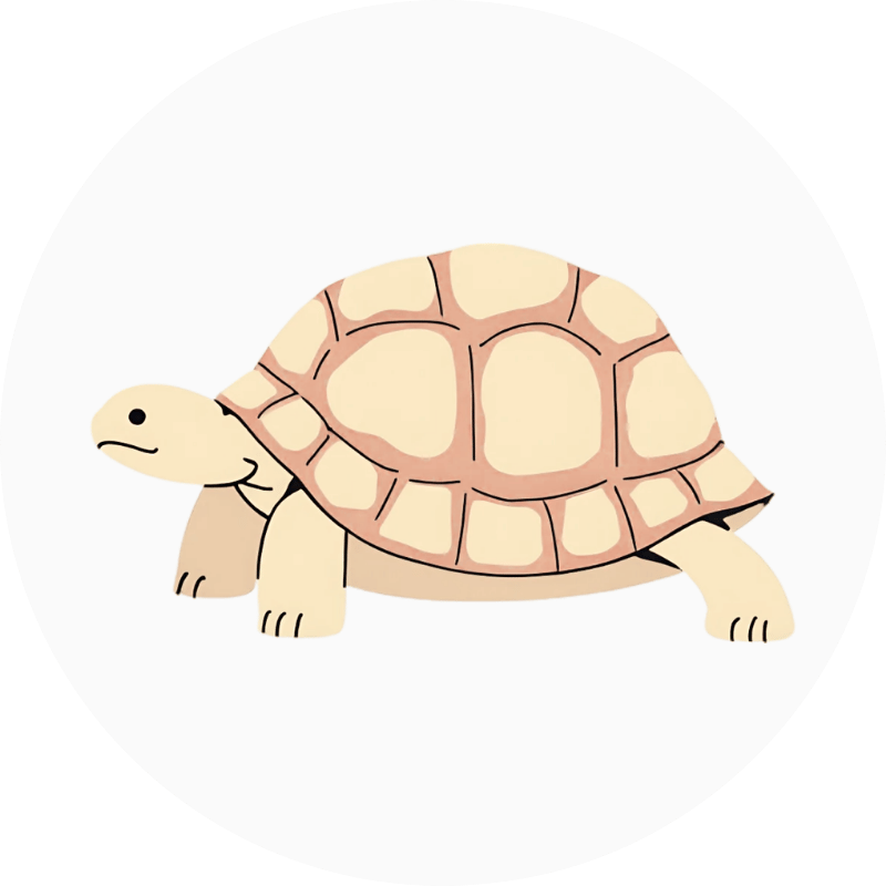Tortugas